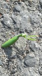 m_Mantis